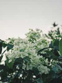 Close-up of flowers blooming outdoors