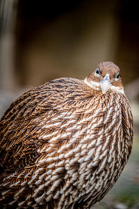 One female lady amherst's pheasant. portrait of chrysolophus amherstiae. beauty in nature.
