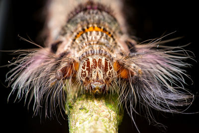 Close-up of insect on flower