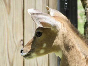 Close-up of deer