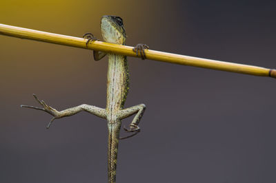 Close-up of bird perching on pole against clear sky