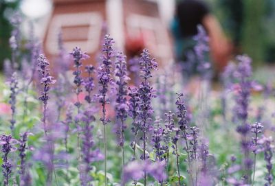 Close-up of purple flowering plants on field