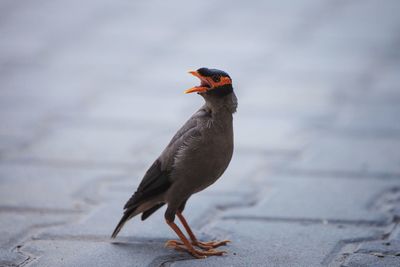Close-up of bird perching on a footpath