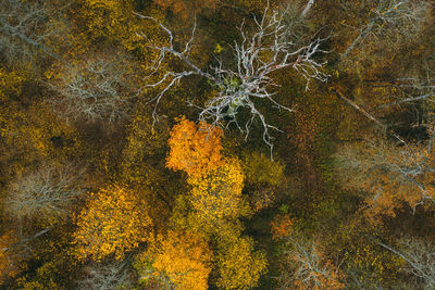 Aerial drone view of autumn colors flying over a forest in belarus.