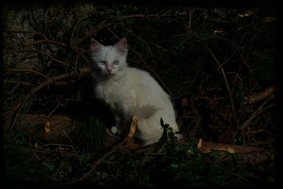 Portrait of cat on grass