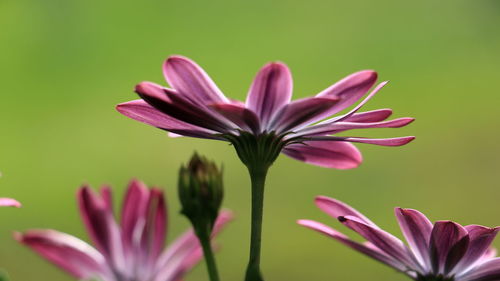 Close-up of pink flower against blurred background