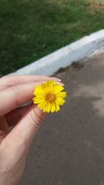 Close-up of hand holding yellow flower