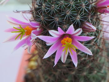 Close-up of pink flowering plant