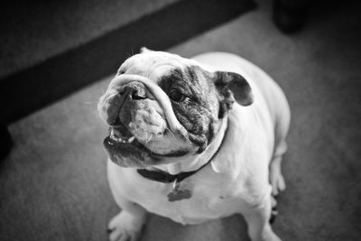 Close-up of dog at home