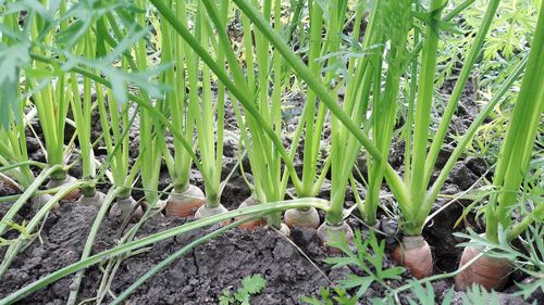 Close-up of plants growing on field