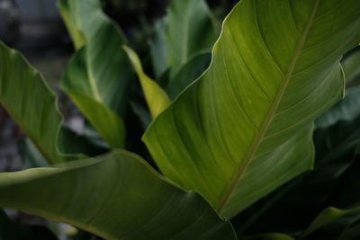 Close-up of green leaves