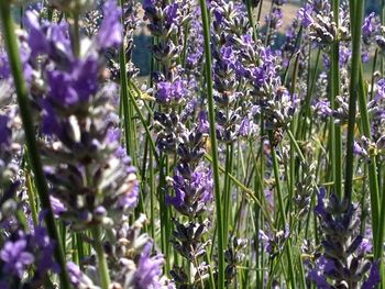 Close-up of purple flowers growing in field