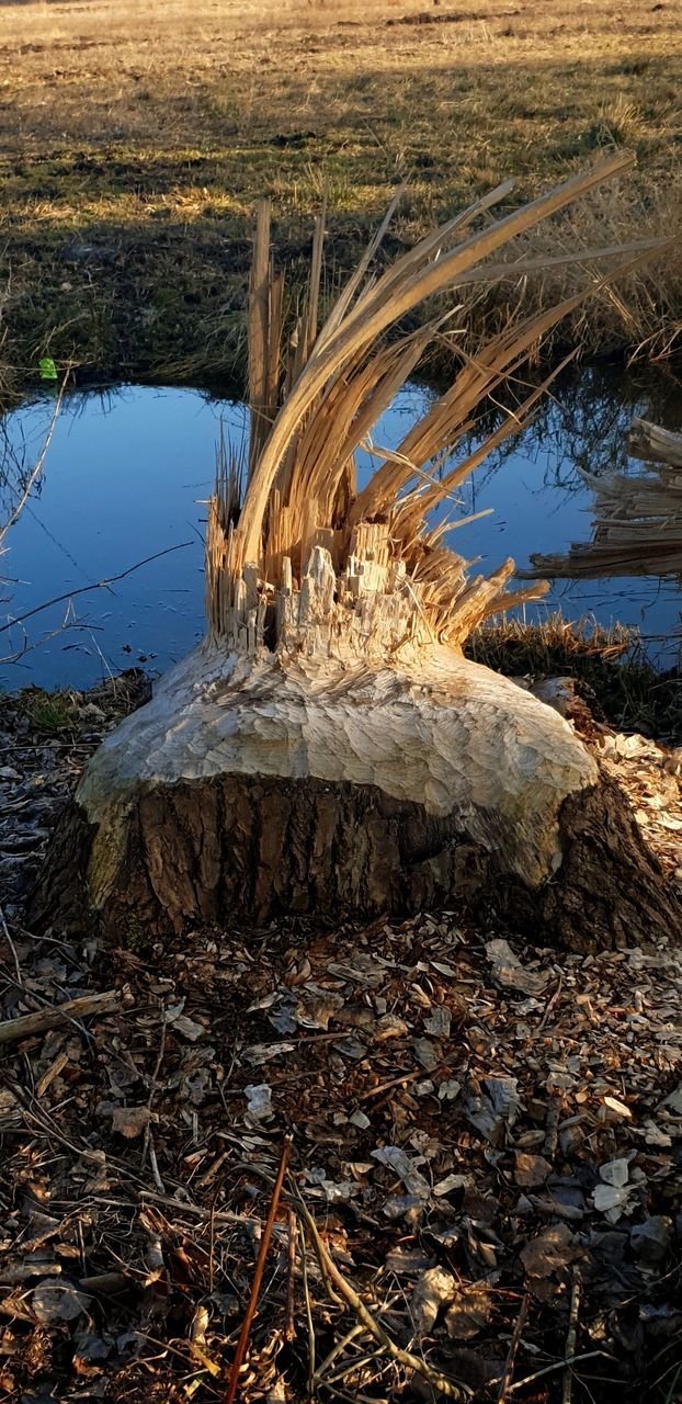 water, no people, nature, tranquility, day, plant, land, environment, lake, tranquil scene, beauty in nature, non-urban scene, reflection, tree, outdoors, scenics - nature, grass, high angle view, dead plant, pollution