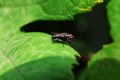 Close-up of fly on leaf