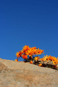 Scenic view of orange flowering plant against clear sky