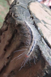 Close-up of tree trunk