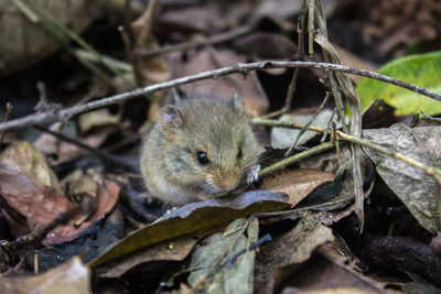 Close-up of squirrel