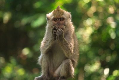 Close-up of monkey on tree