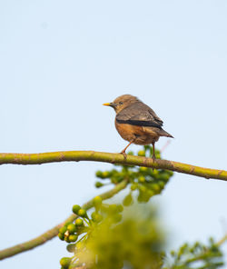 Low angle view of bird perching on branch against sky