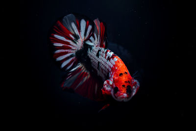 Close-up of fish swimming in sea