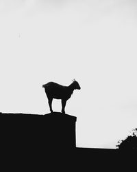 Low angle view of silhouette horse against clear sky