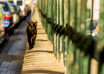 Portrait of cat by fence