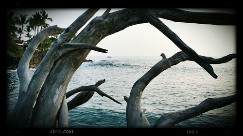 Close-up of tree by sea against sky