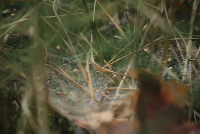 Close-up of grass