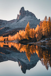 Reflection of tree in lake against clear sky during autumn