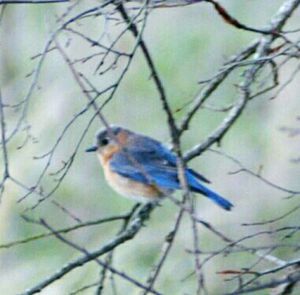 Bird perching on branch