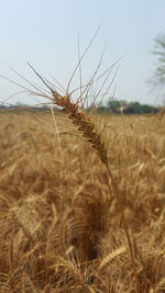 Close-up of wheat field against sky