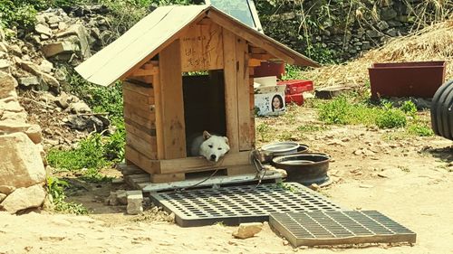 Dog on built structure