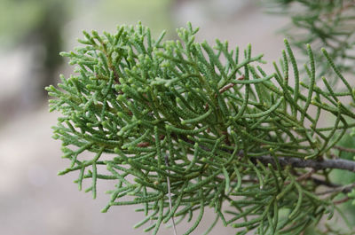 Close-up of fresh green plant