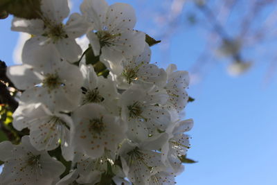 Low angle view of cherry blossoms against sky