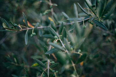 Close-up of plant