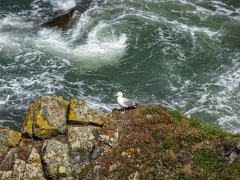High angle view of seagulls perching on rock by sea