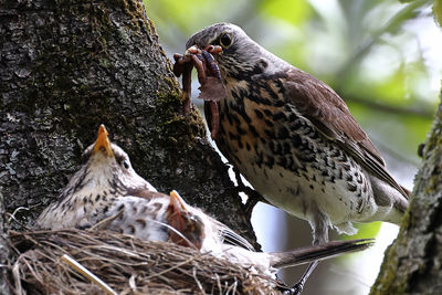 Fieldfare - male brought a couple of worms in its beak for feeding his chicks