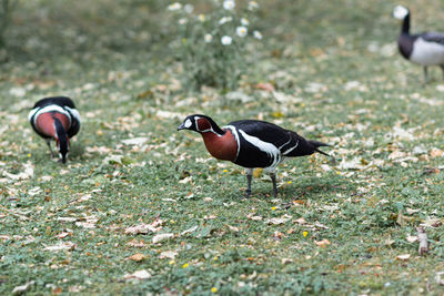View of birds on field
