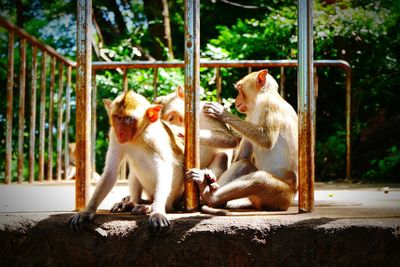 Cat in zoo