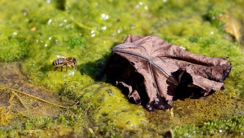 Close-up of dry leaf by bee on wet moss