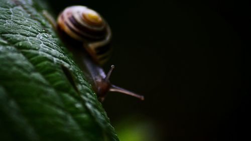 Close-up of snail