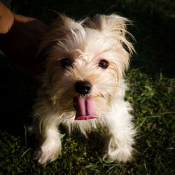 Close-up portrait of dog sticking out tongue