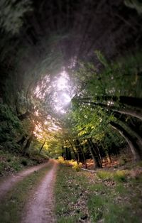 Tunnel in forest