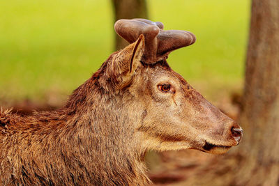 Close-up of deer