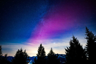 Low angle view of tree against sky at night