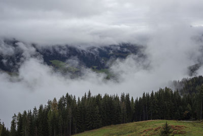 Panoramic view of pine trees against sky