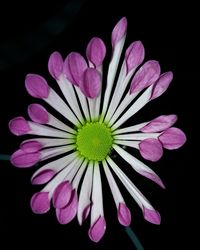 Close-up of pink flower over black background