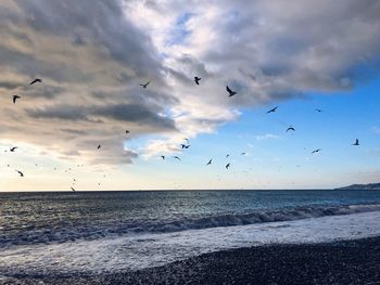 Flock of birds flying over beach