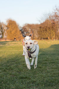 Portrait of dog on field against sky