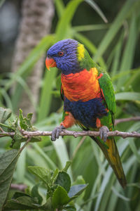 Close-up of parrot perching on branch